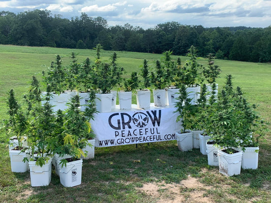 From Seed to Smoke: 10 Reasons Why Cultivating Cannabis Beats Purchasing