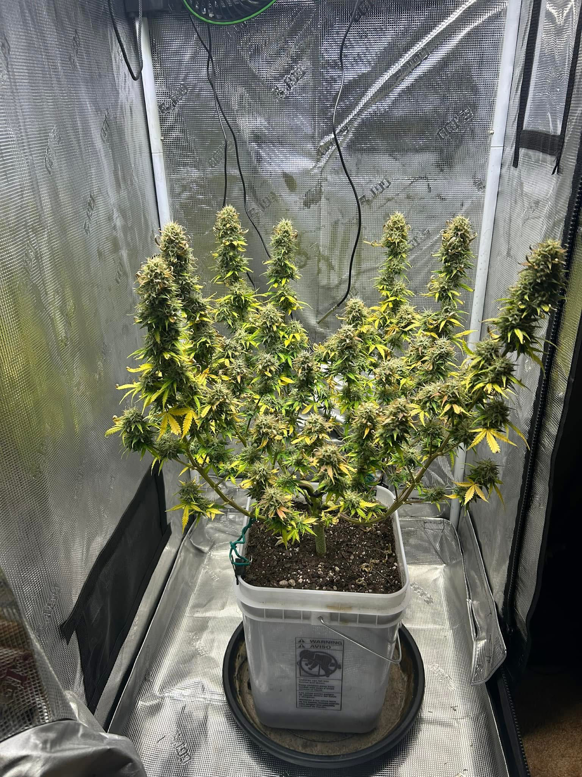 Amnesia Haze