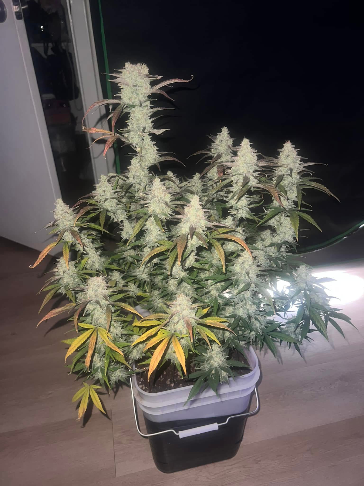 Gorilla Cookies