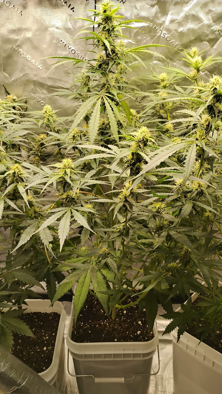 Northern Lights Refill Kit