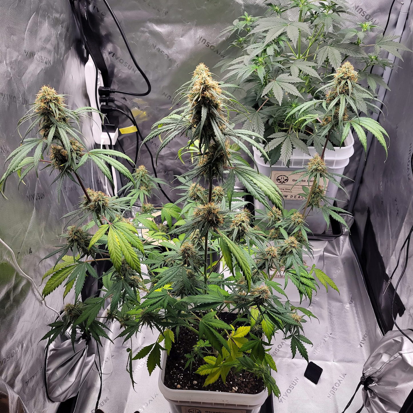 Strawberry Gorilla Refill Kit