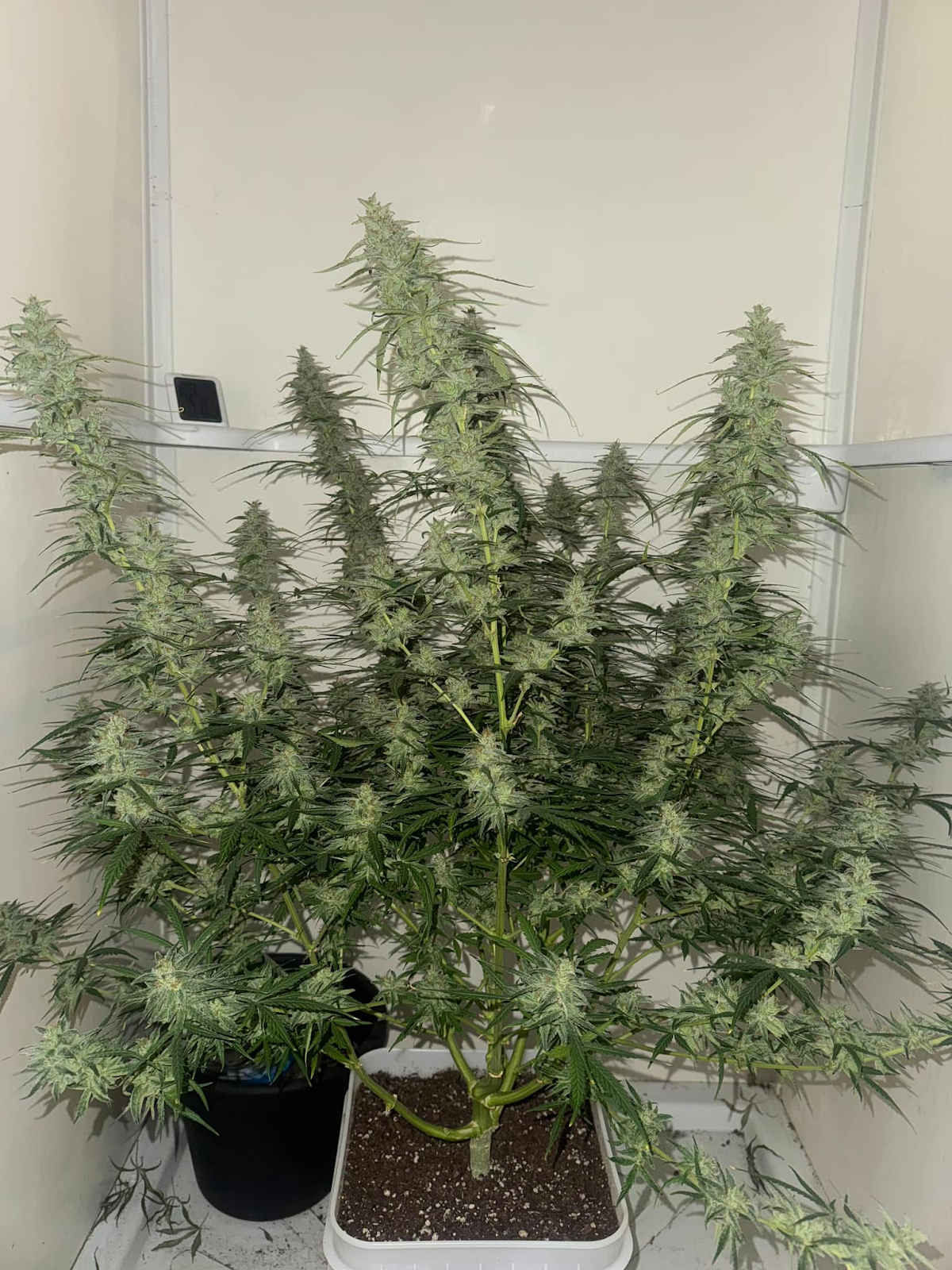 Afghan Kush Refill Kit