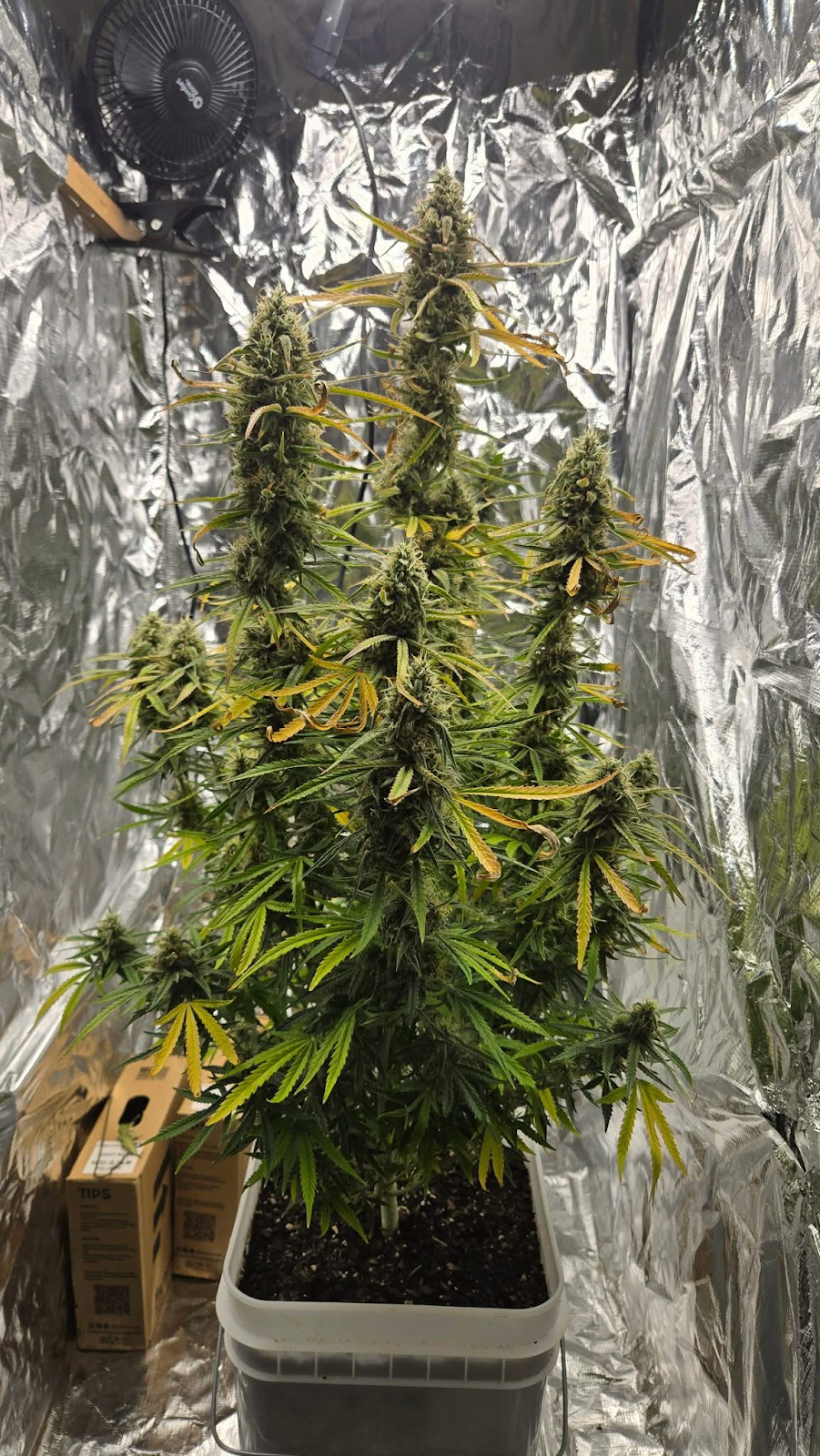 Gelato