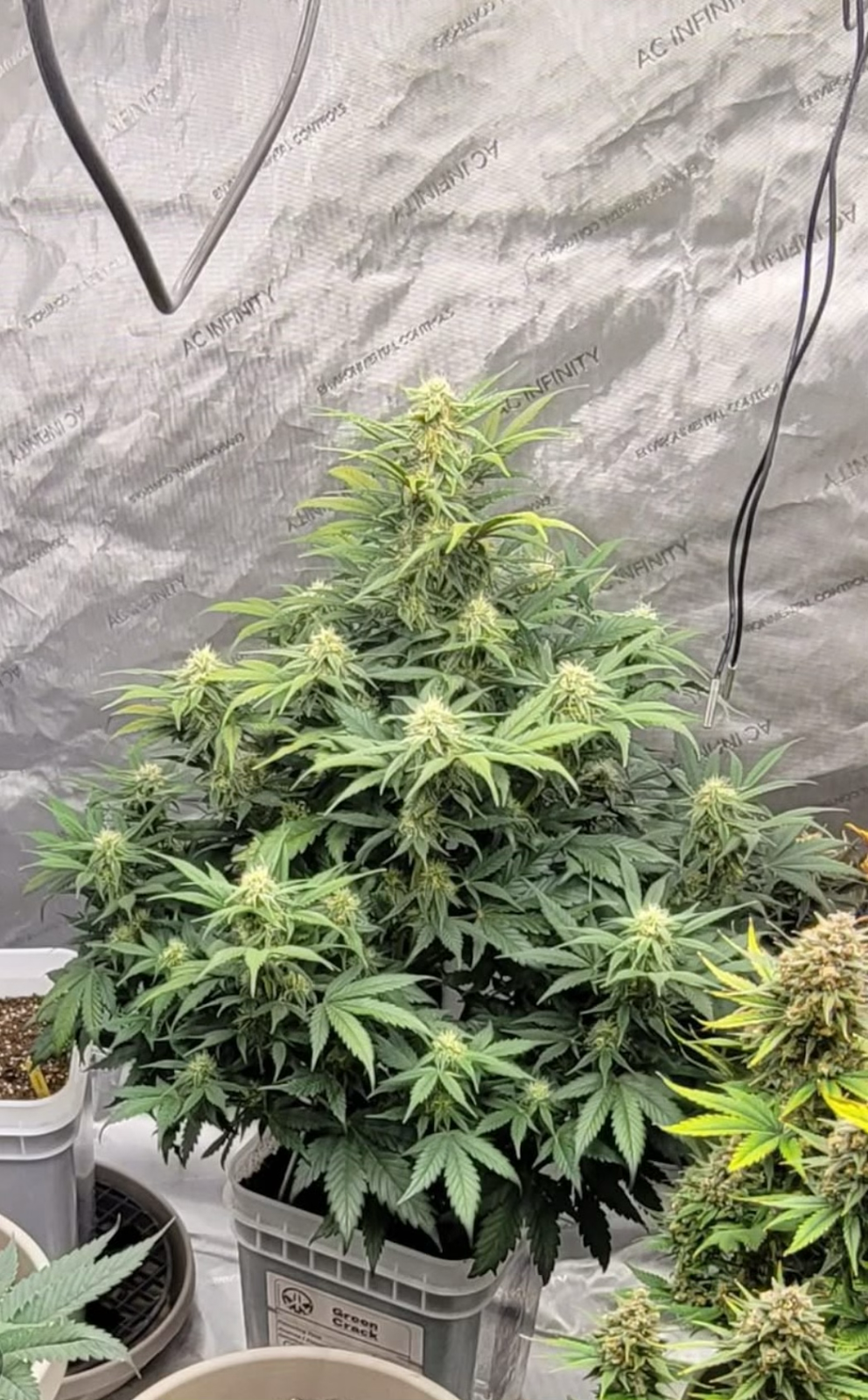 Green Crack