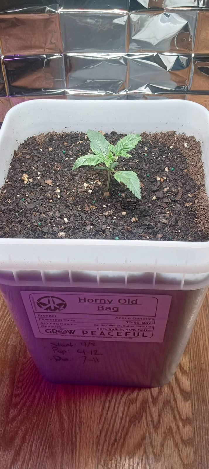 Horny Old Bag