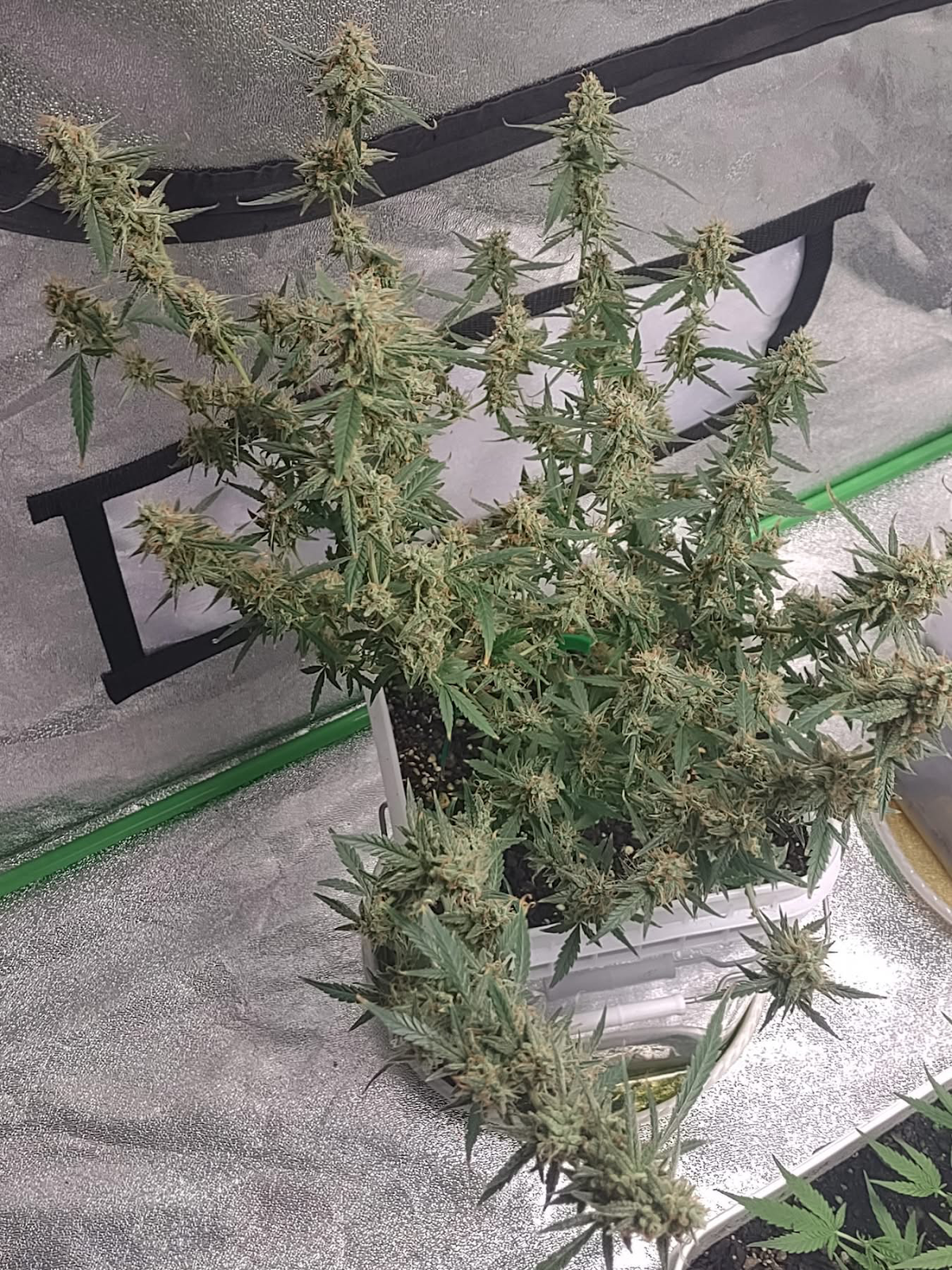 OG Kush Refill Kit