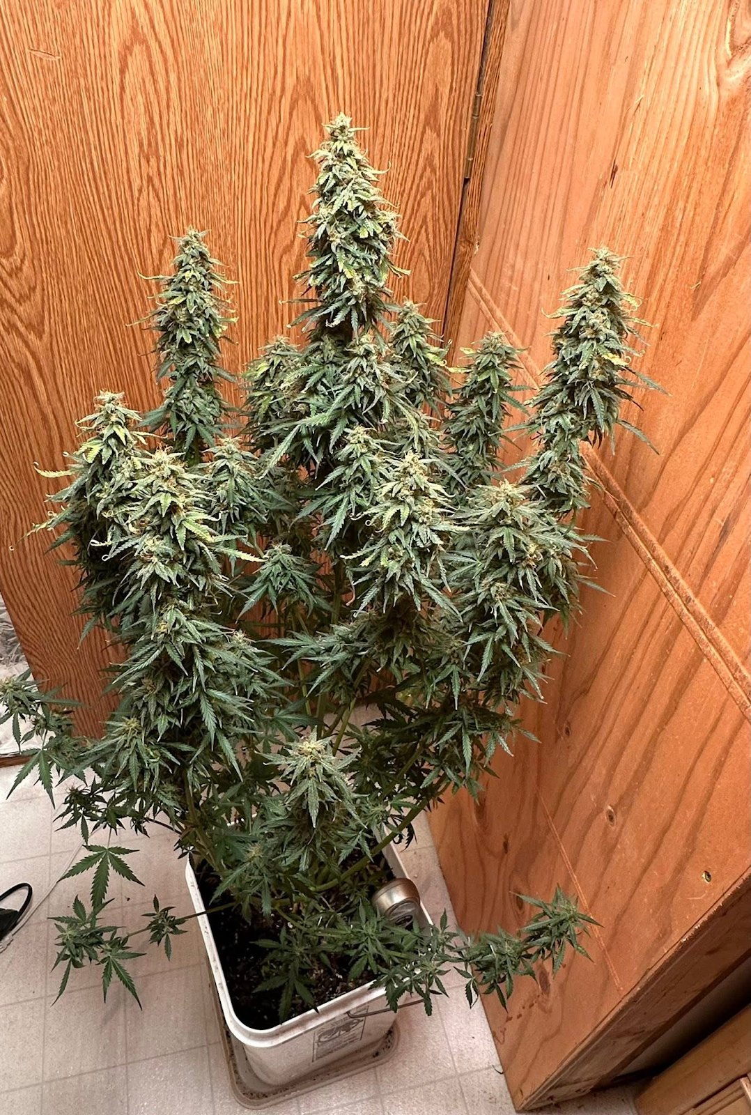 Skunk