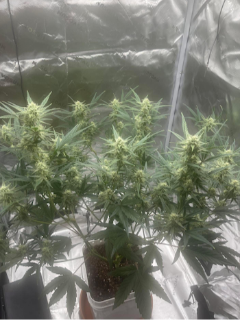 White Widow Refill Kit