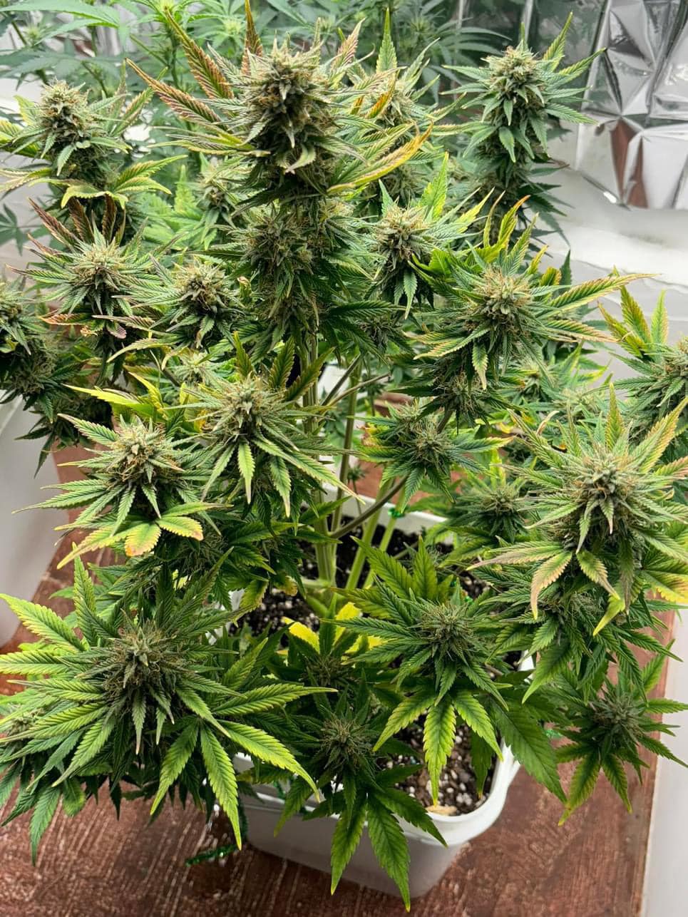 The Ultimate Guide to Growing Weed on a Budget: Discover the Cost-Saving Wonders of the Grow Peaceful All-in-One Grow Bucket