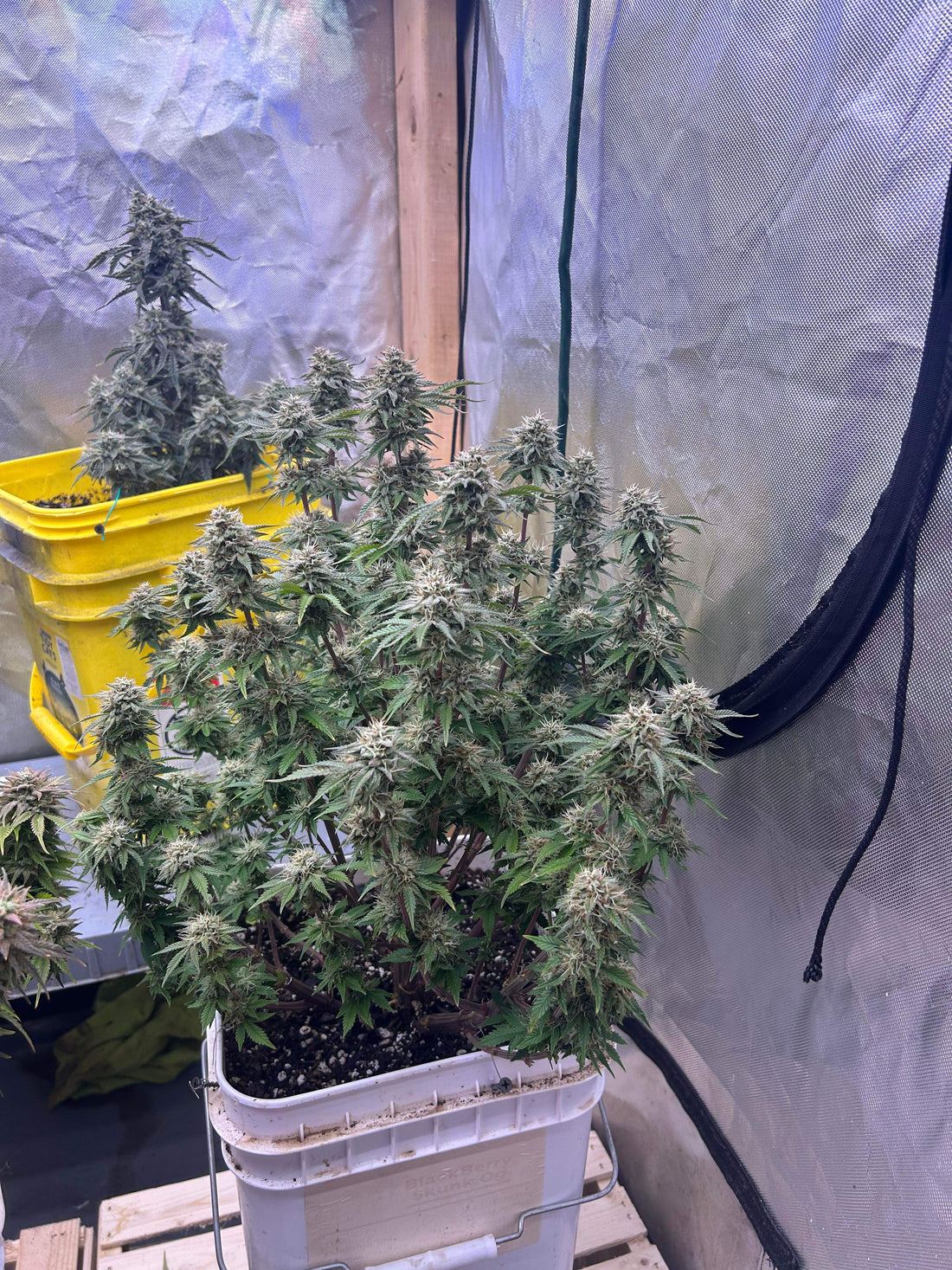 Grow Peaceful Bucket