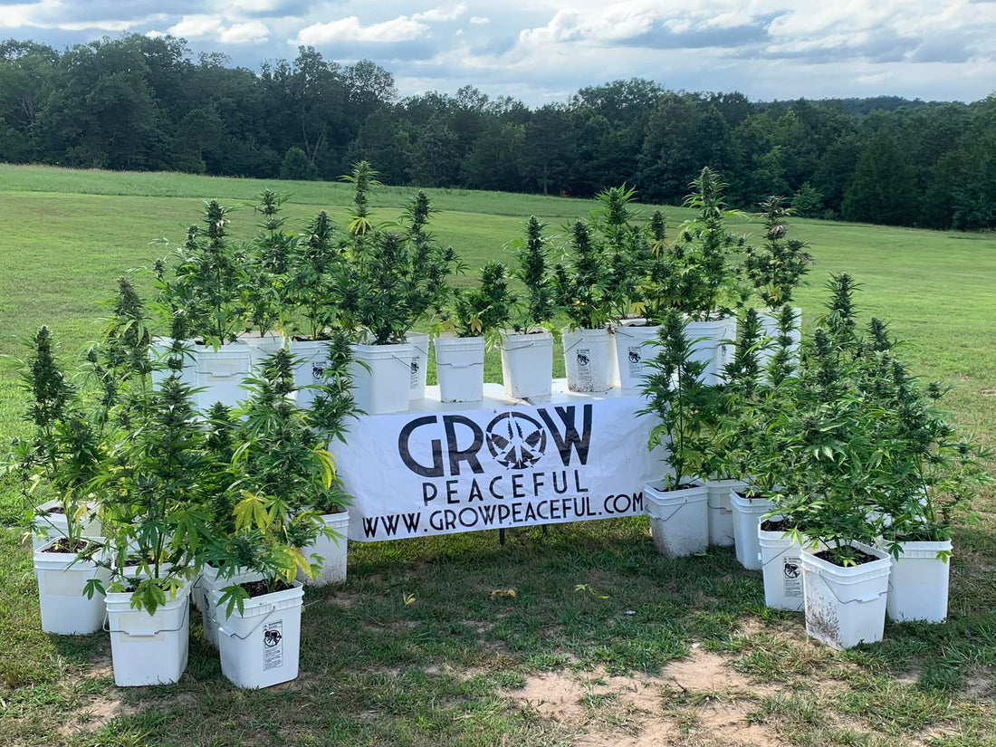 From Seed to Smoke: 10 Reasons Why Cultivating Cannabis Beats Purchasing