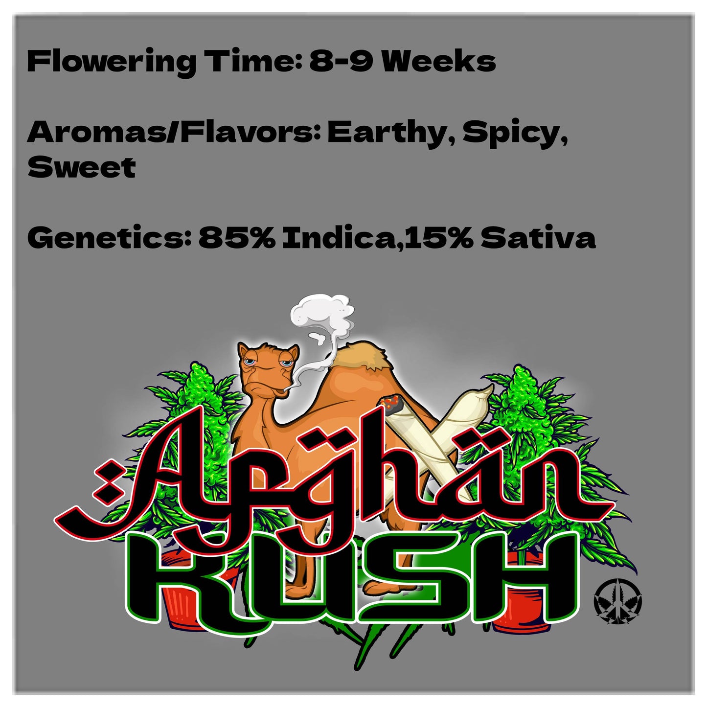 Afghan Kush