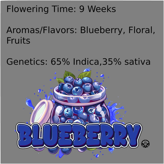 Blueberry