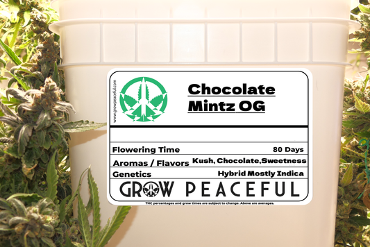 Chocolate Mintz OG Refill Kit
