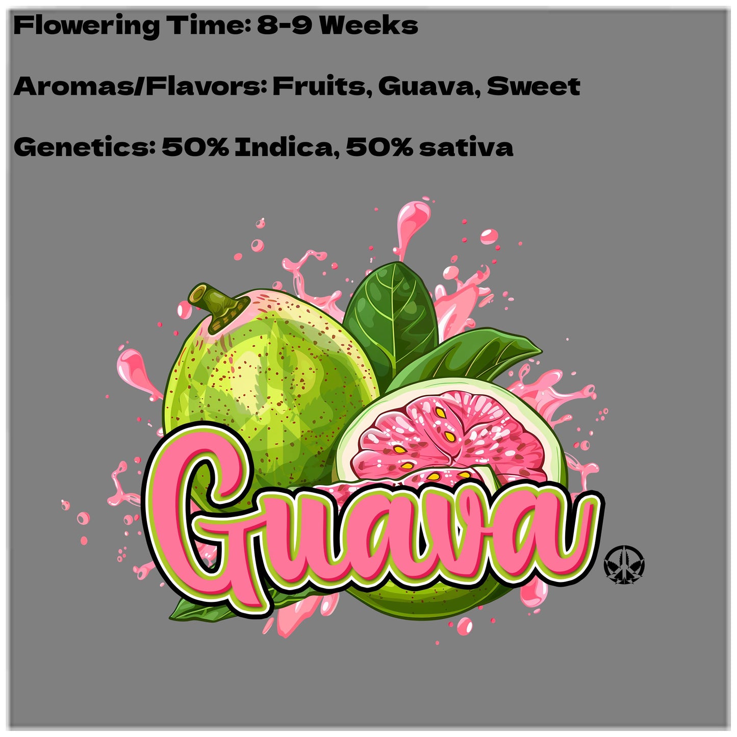 Guava Auto Seeds