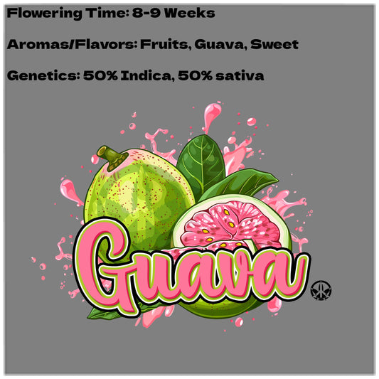 Guava Auto Seeds