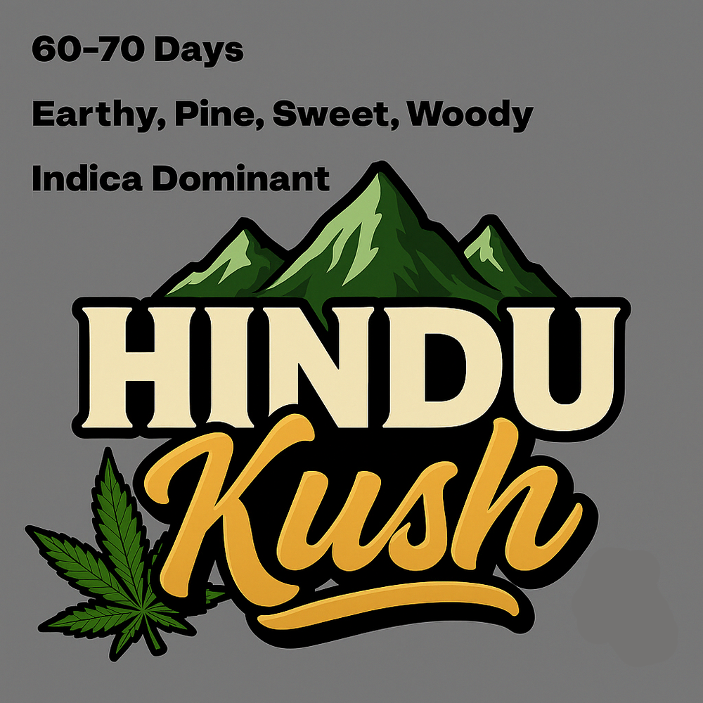 Hindu Kush Auto Seeds