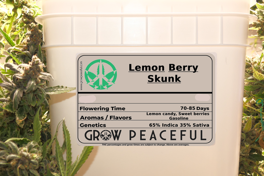 Lemon Berry Skunk Refill Kit