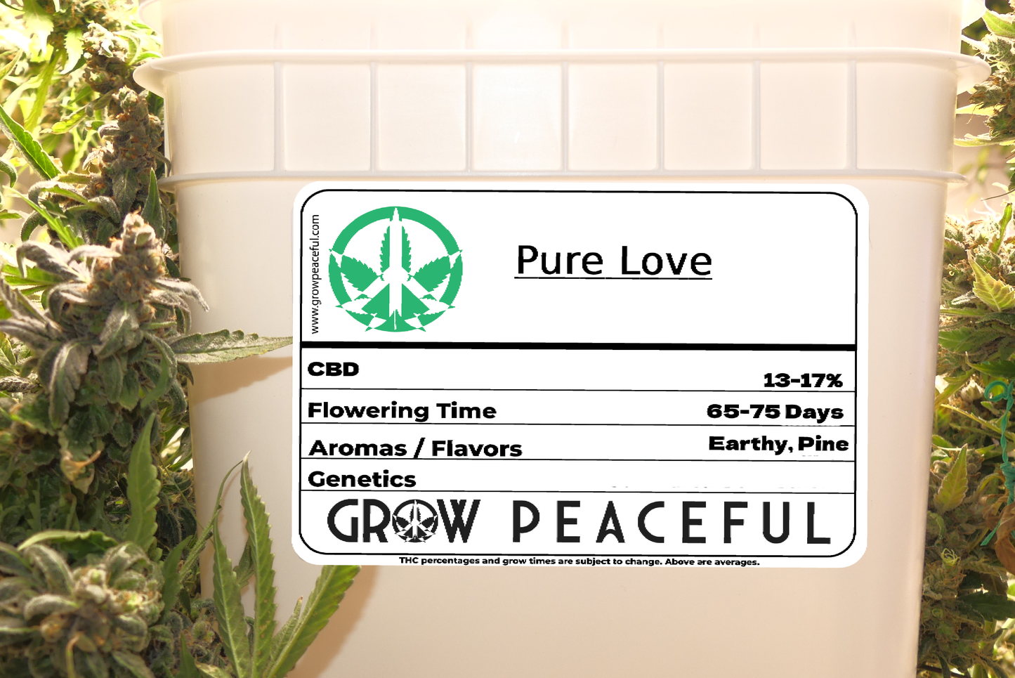 Pure Love (CBD)