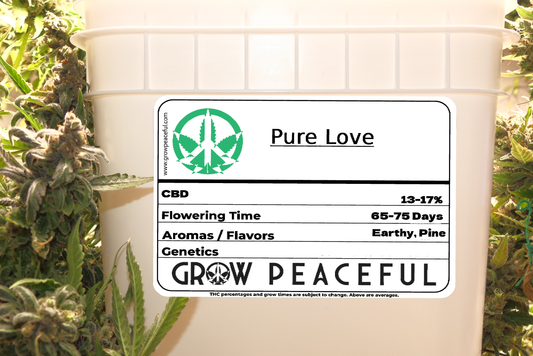 Pure Love (CBD)