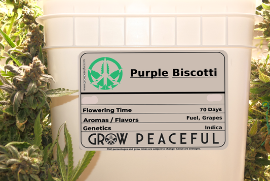 Purple Biscotti Refill Kit