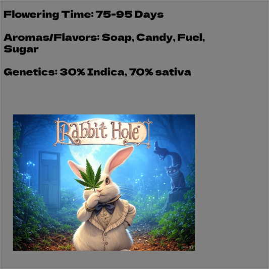 Rabbit Hole
