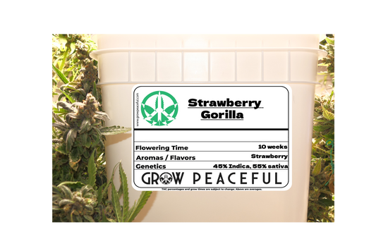 Strawberry Gorilla