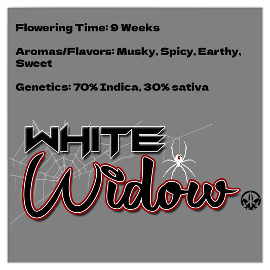 White Widow Auto Seeds