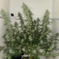 Afghan Kush Refill Kit