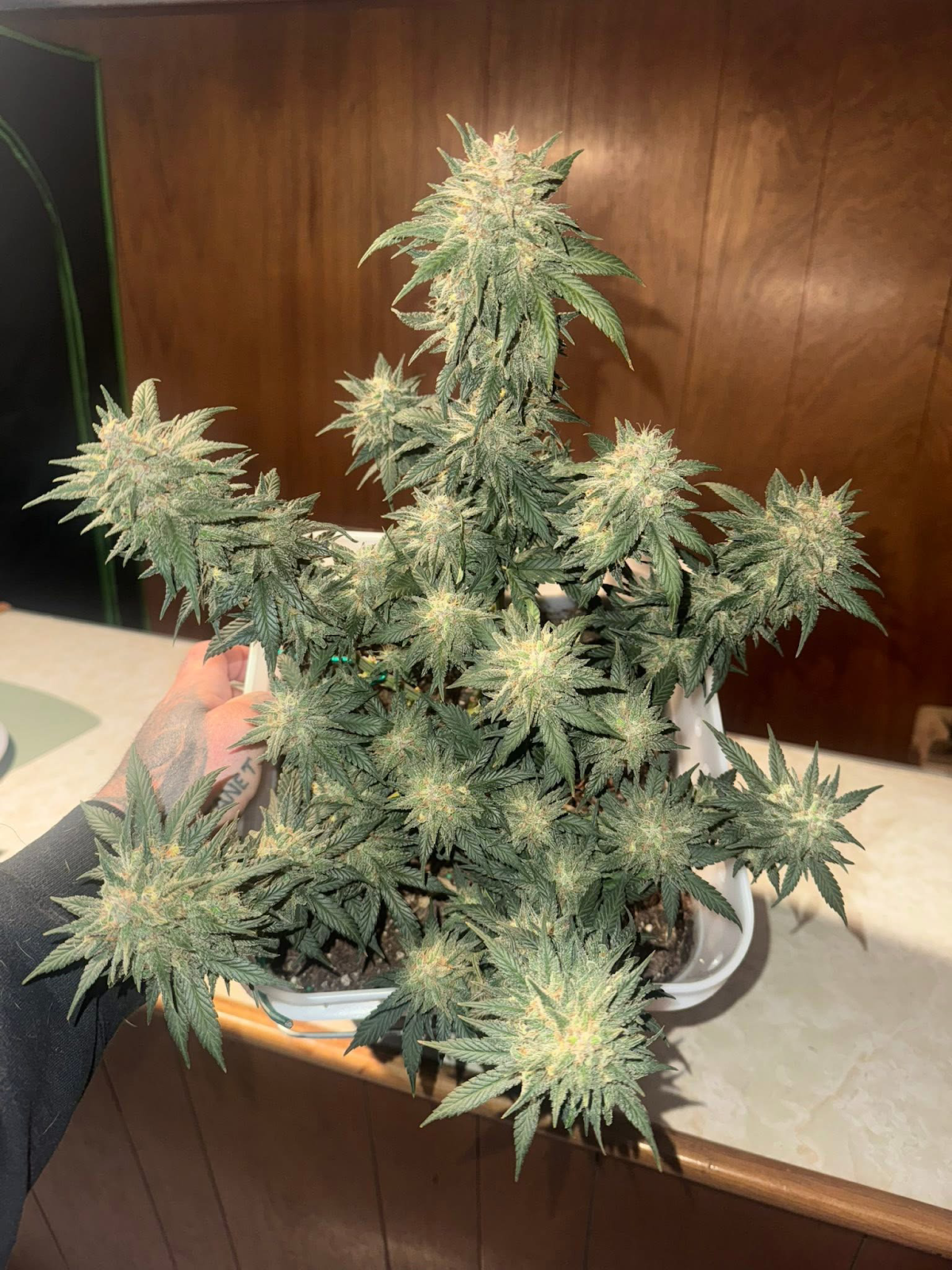 Banana Purple Punch