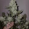 Granite Haze F5 Refill Kit