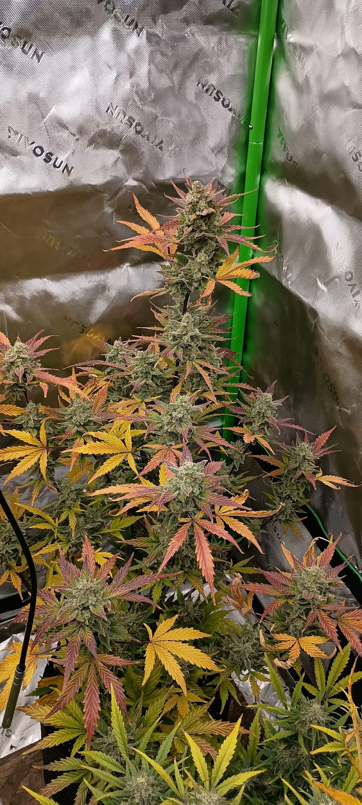 Frosted Cherry'Os F3