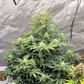 Green Crack