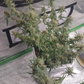 OG Kush Refill Kit