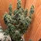 Skunk