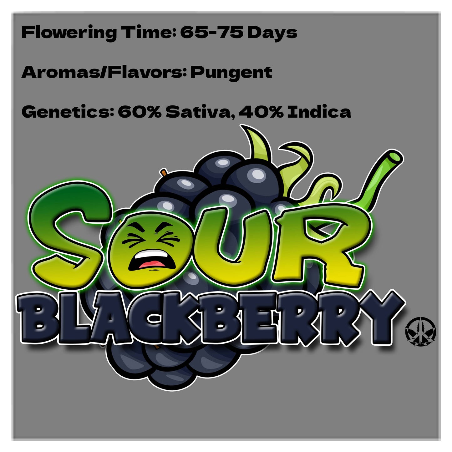 Sour Blackberry