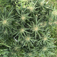 Sour Diesel