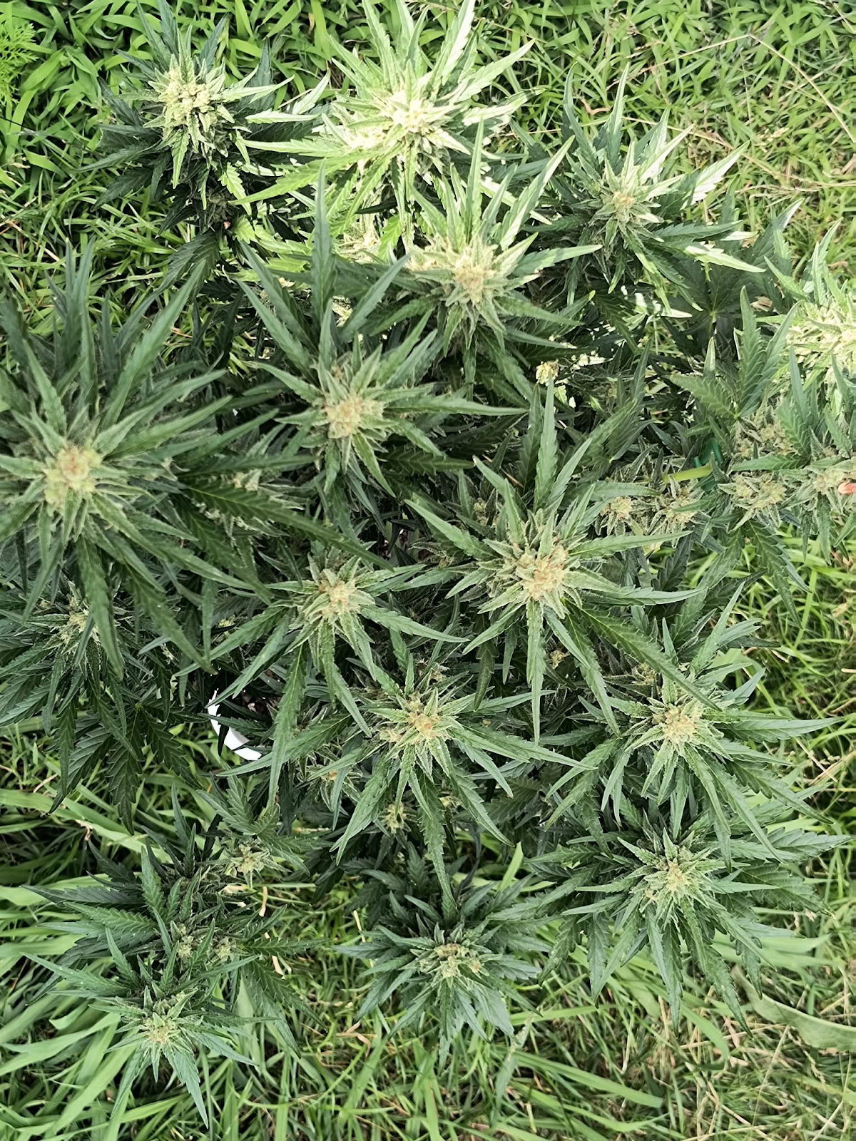 Sour Diesel